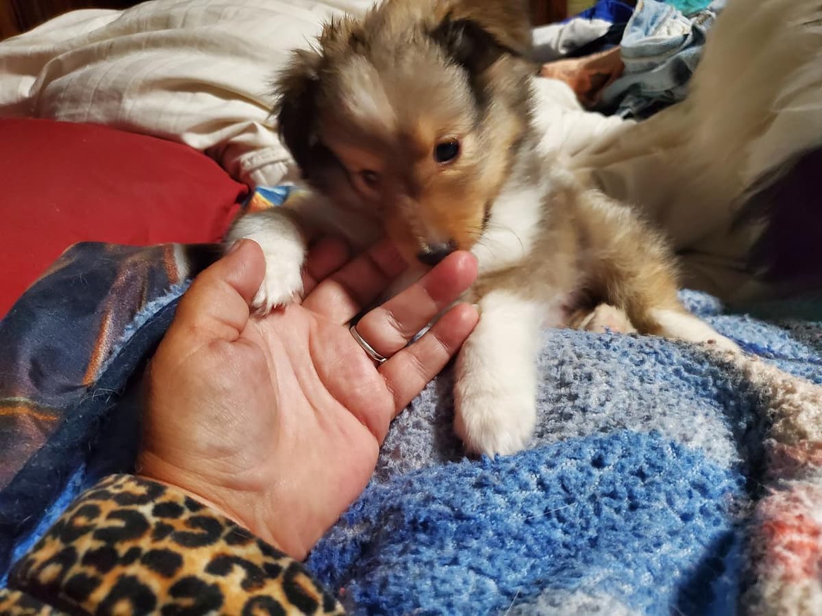 TINY Popper breeder image 12