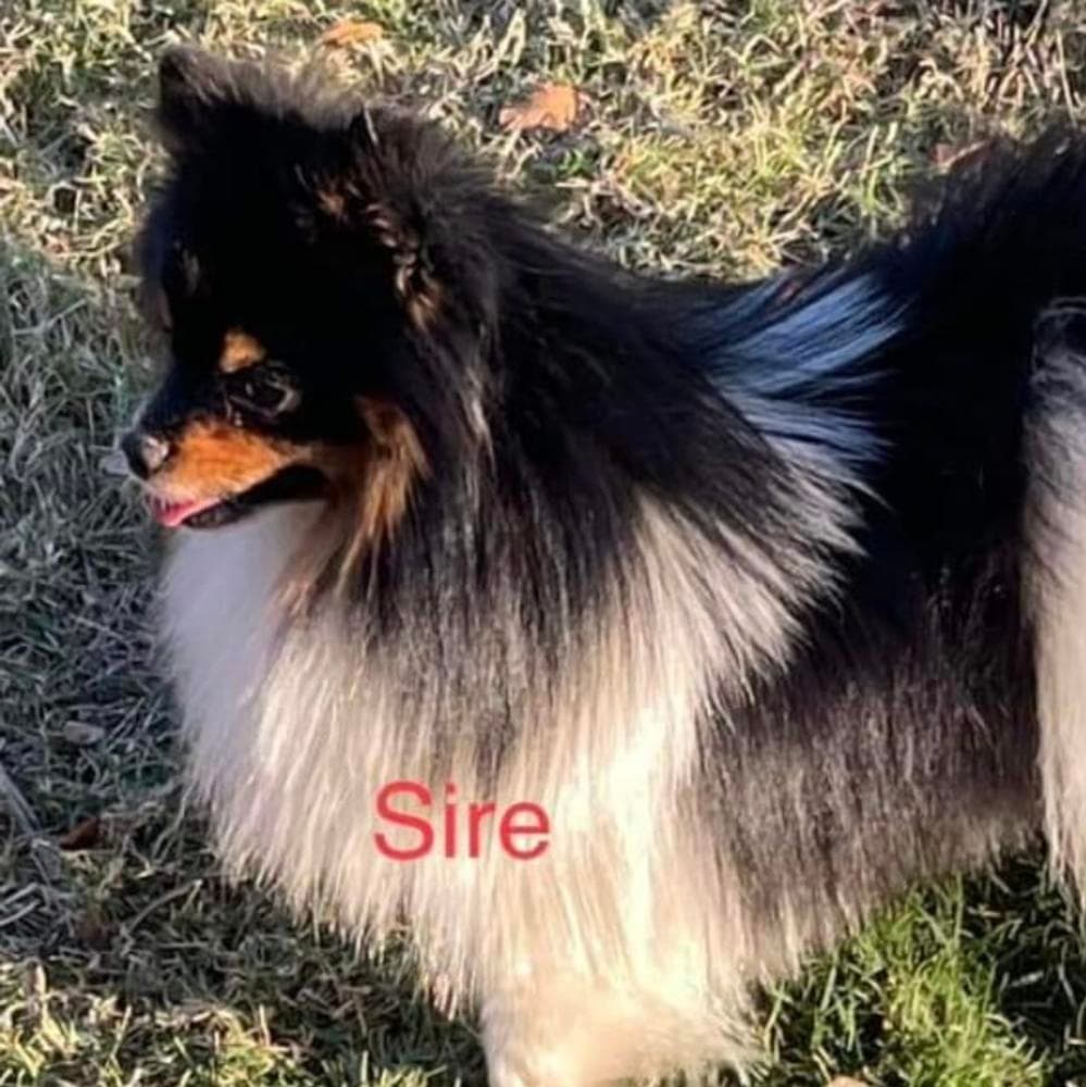 Ken breeder image 2