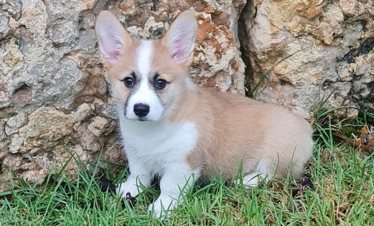 Ranger breeder image 1