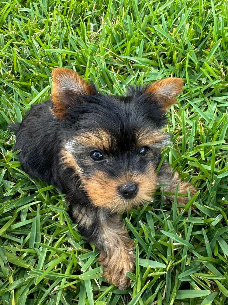LKN060726-KBM breeder image 20