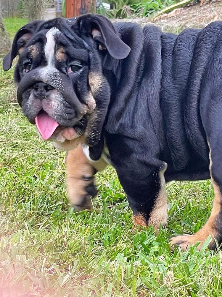 Janis Joplin breeder image 5
