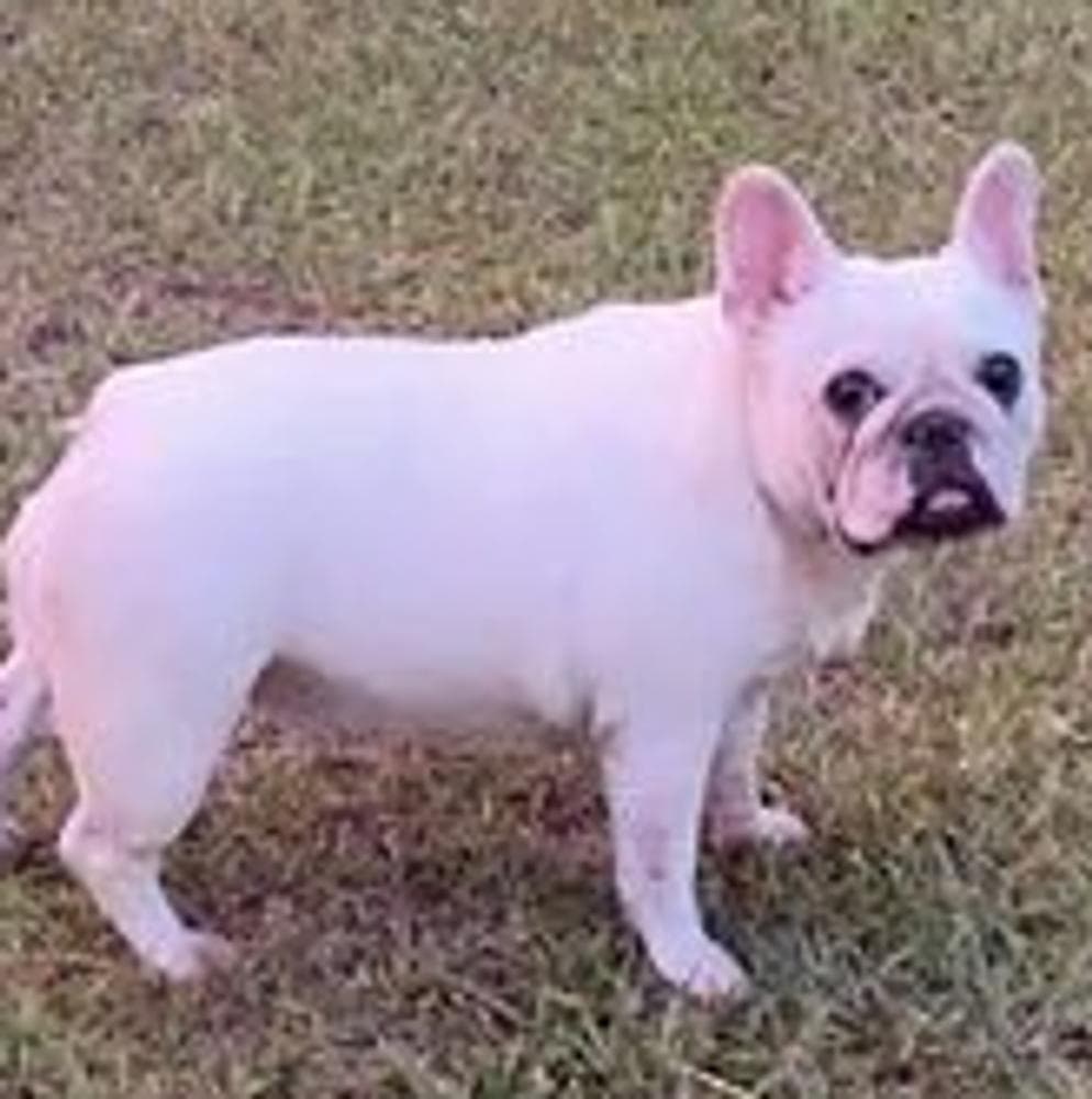 Janis Joplin breeder image 8