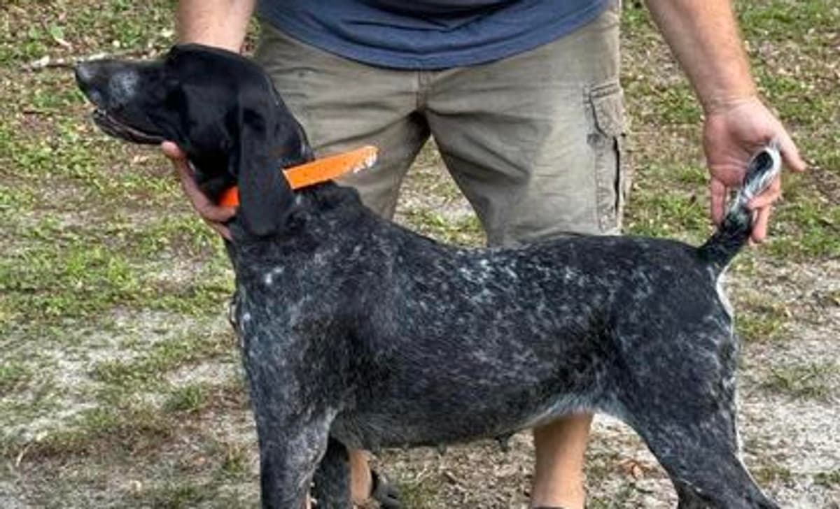 Male 4 breeder image 1