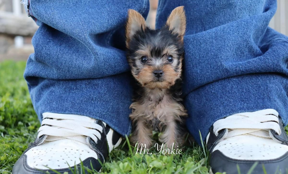 MJ breeder image 1