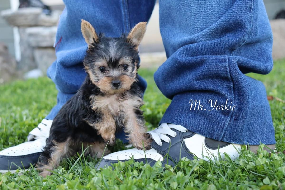 MJ breeder image 10