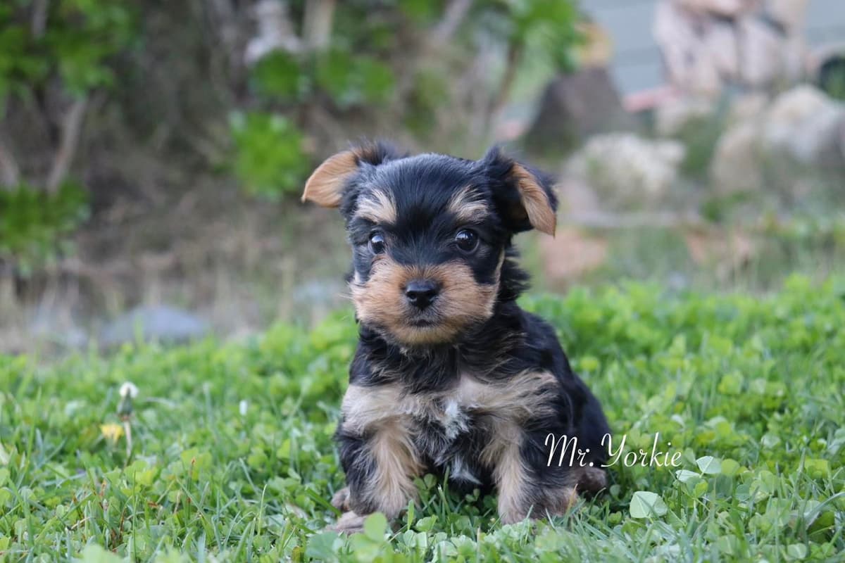 MJ breeder image 11