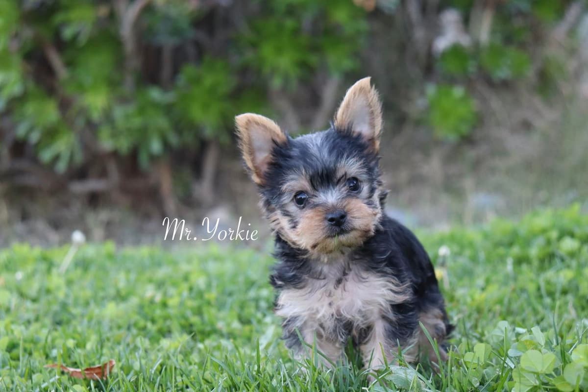 MJ breeder image 16