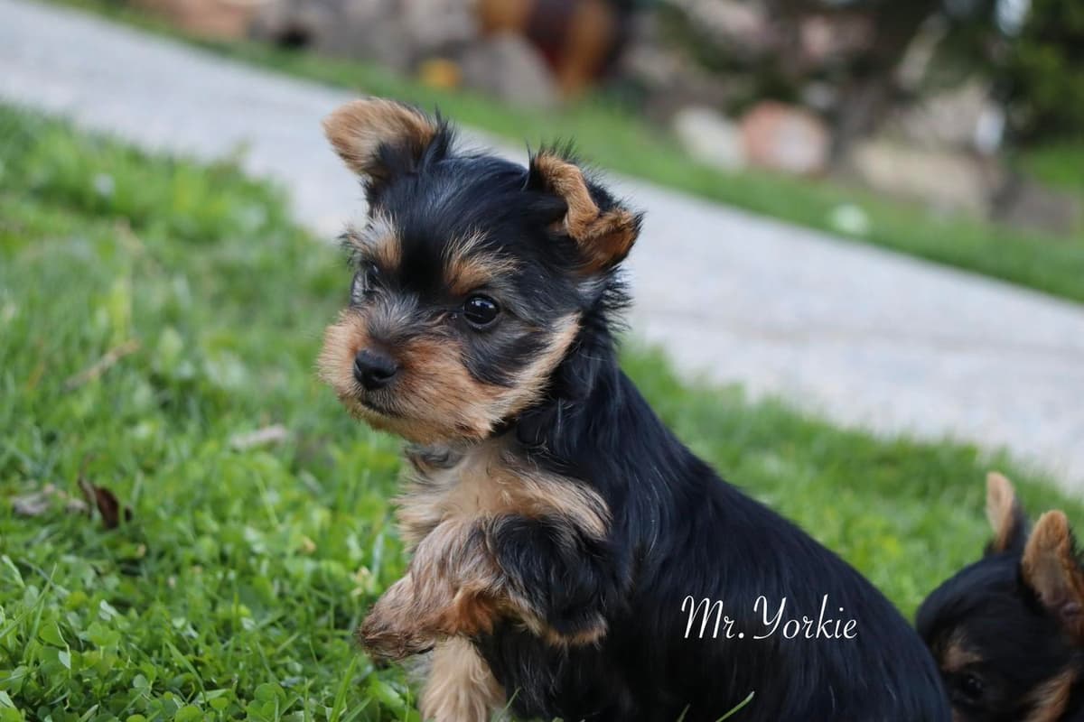 MJ breeder image 18
