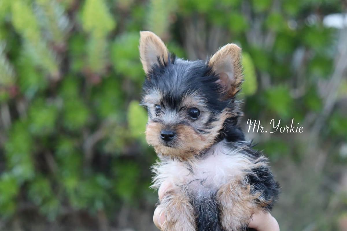 MJ breeder image 19