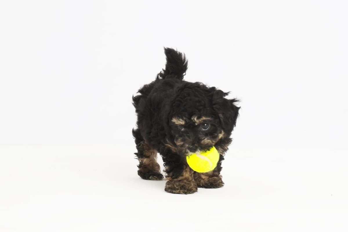 Schnapps breeder image 8