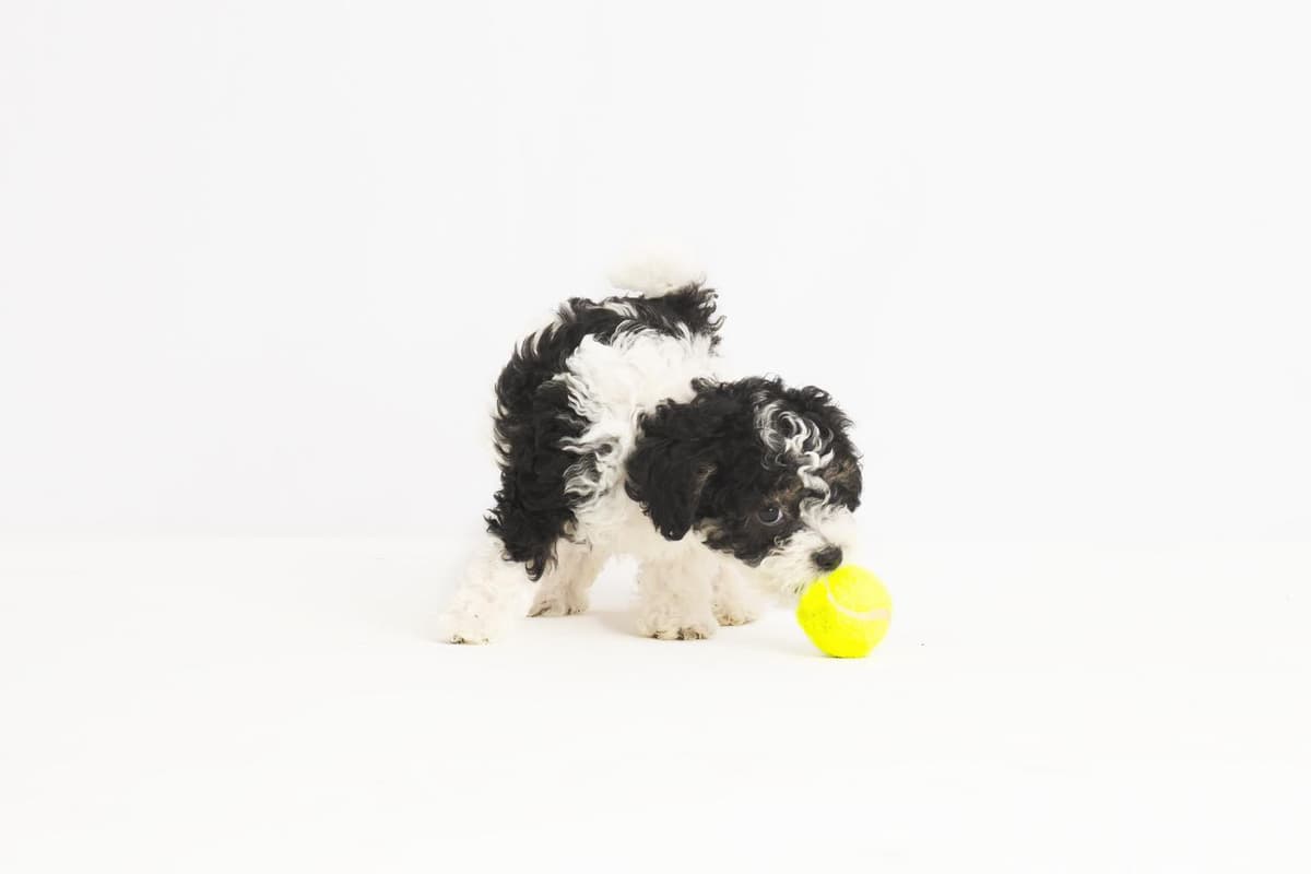 Schnapps breeder image 9