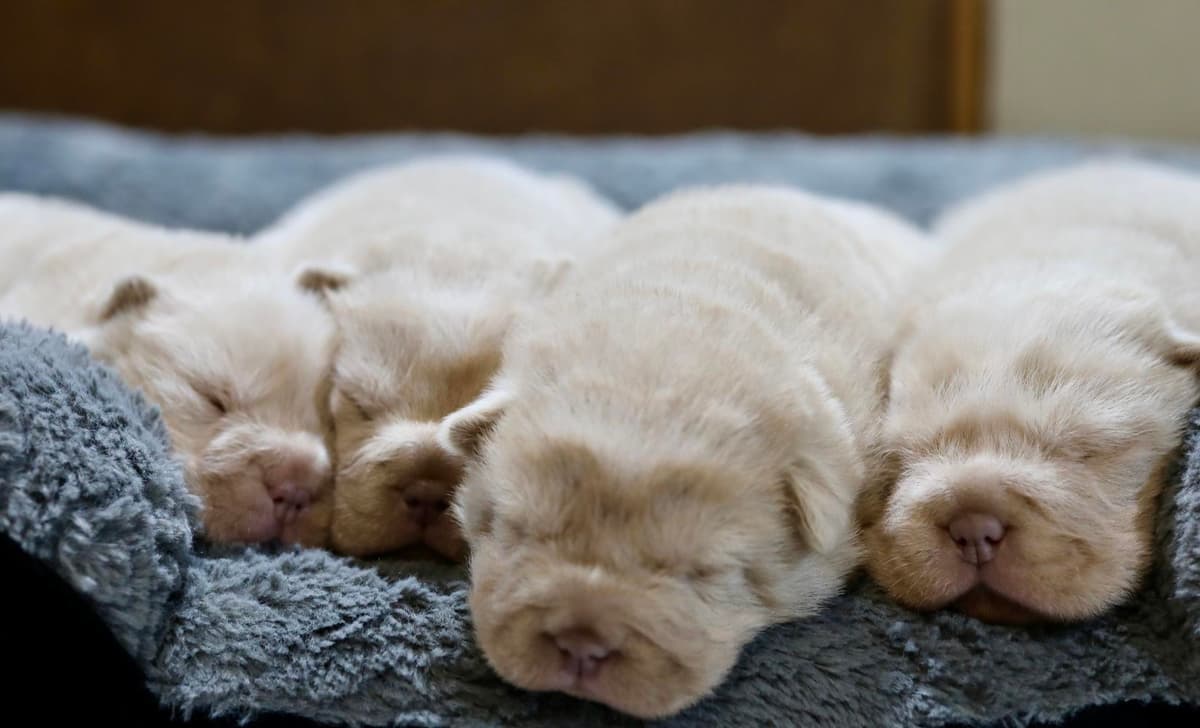 Puppy 2 breeder image 1