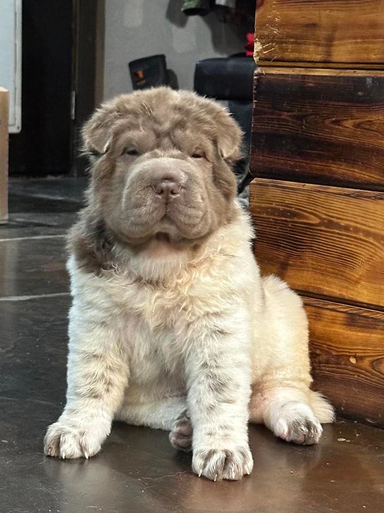 Puppy 2 breeder image 10