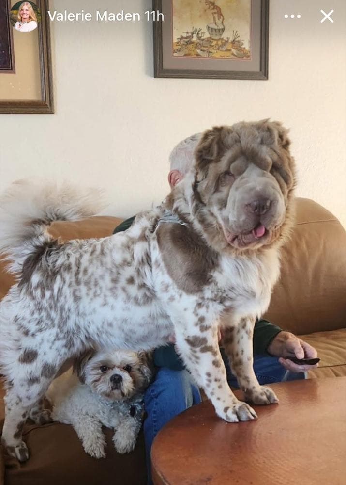 Puppy 2 breeder image 20