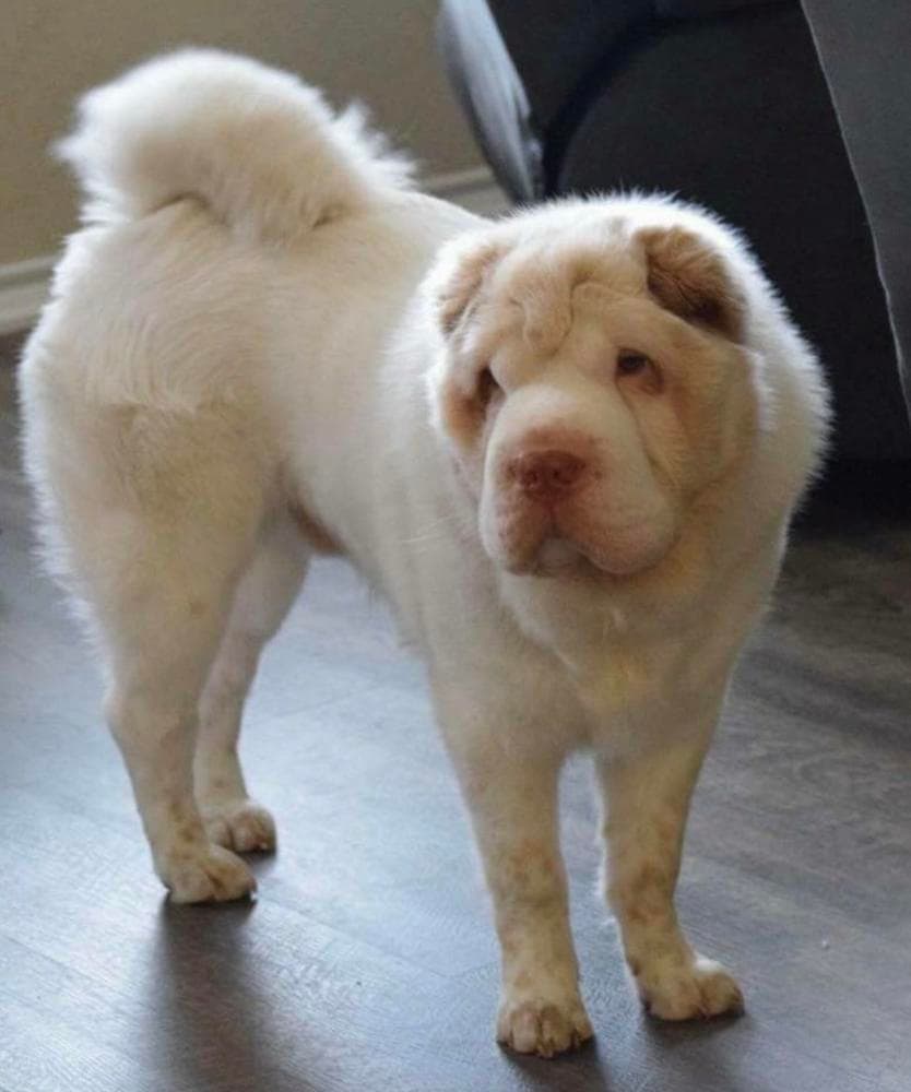 Puppy 2 breeder image 23