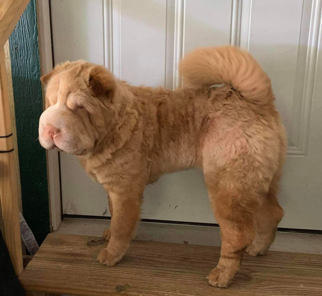 Puppy 2 breeder image 30