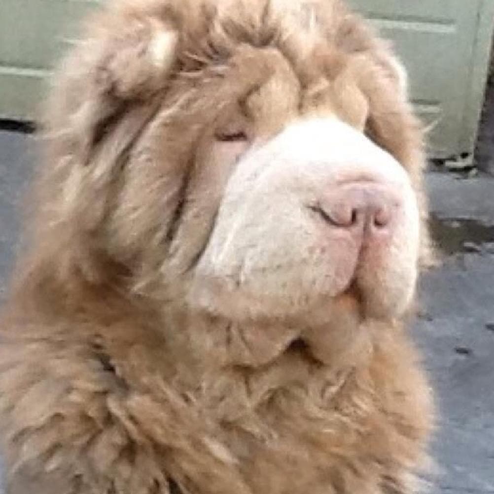 Puppy 2 breeder image 34