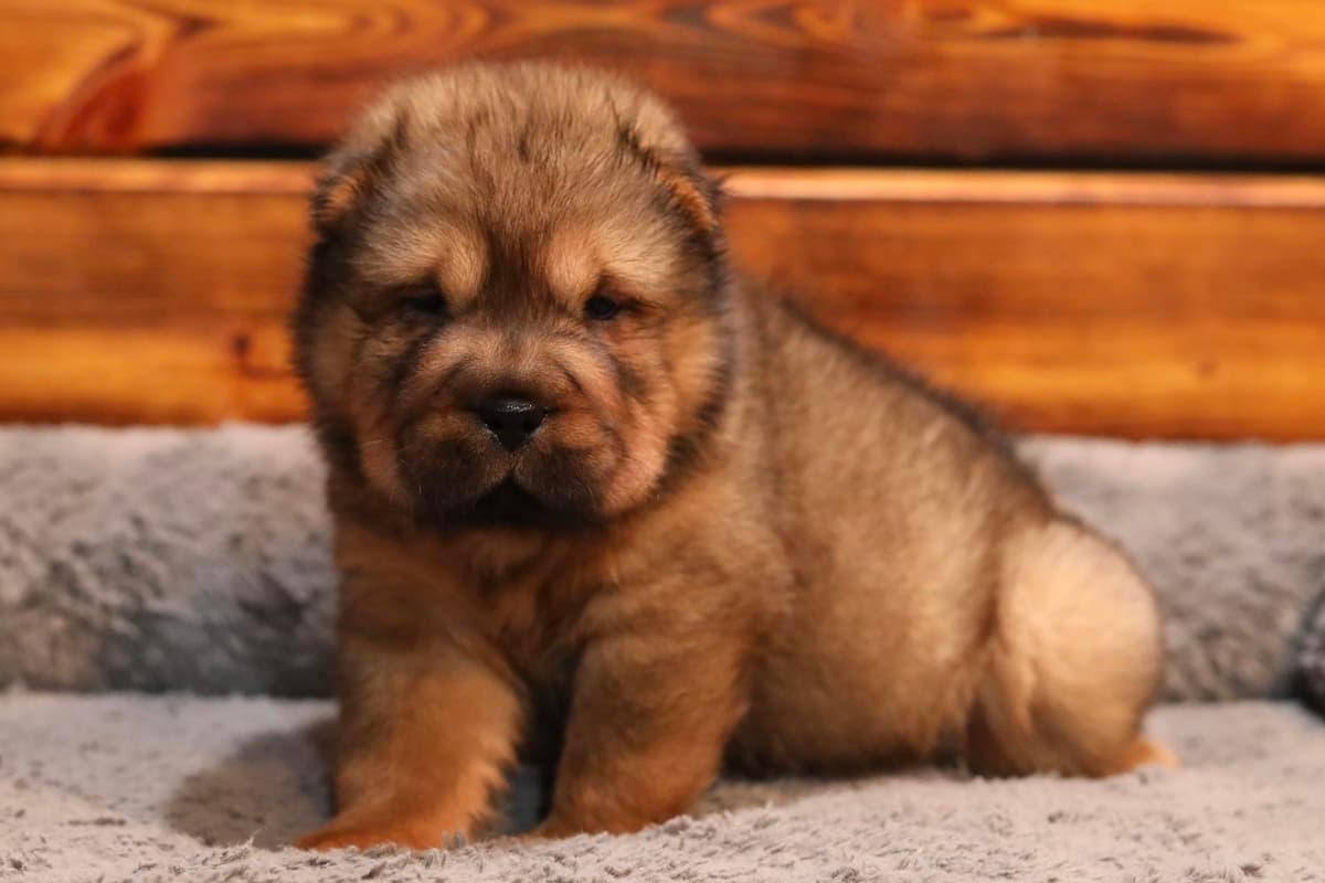 Puppy 2 breeder image 5