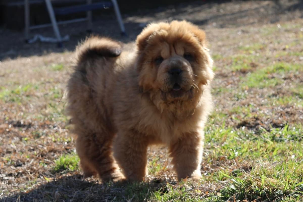 Puppy 2 breeder image 8