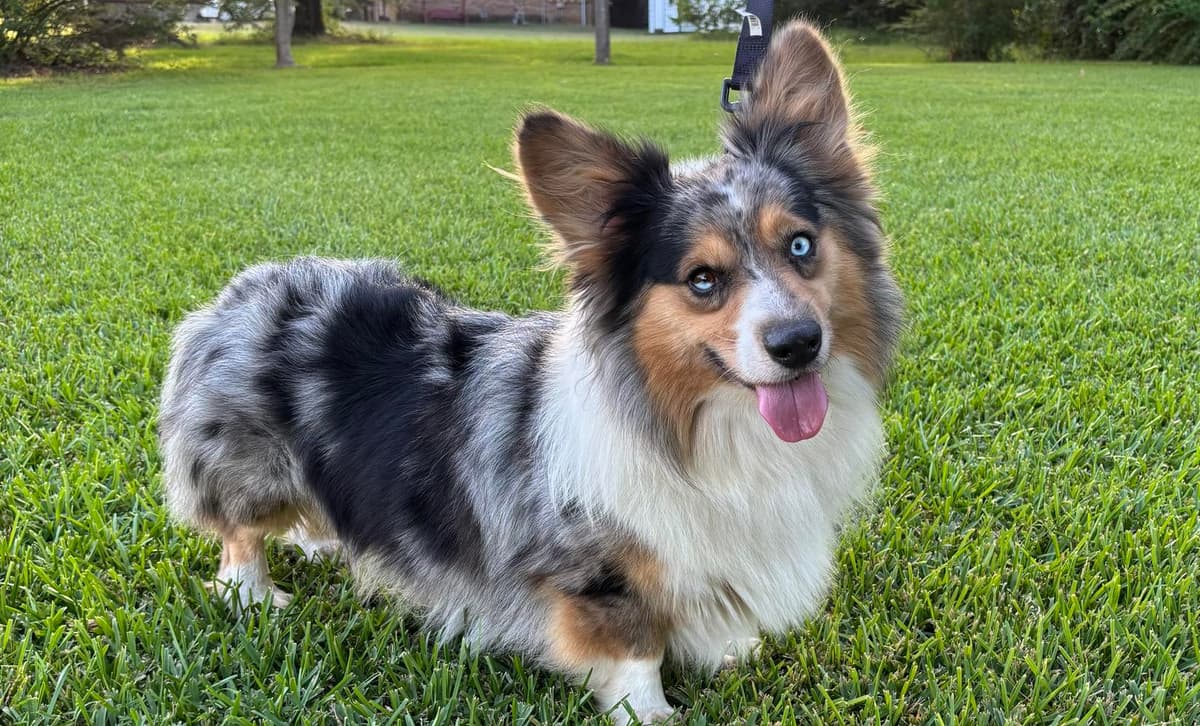 Caramel breeder image 2