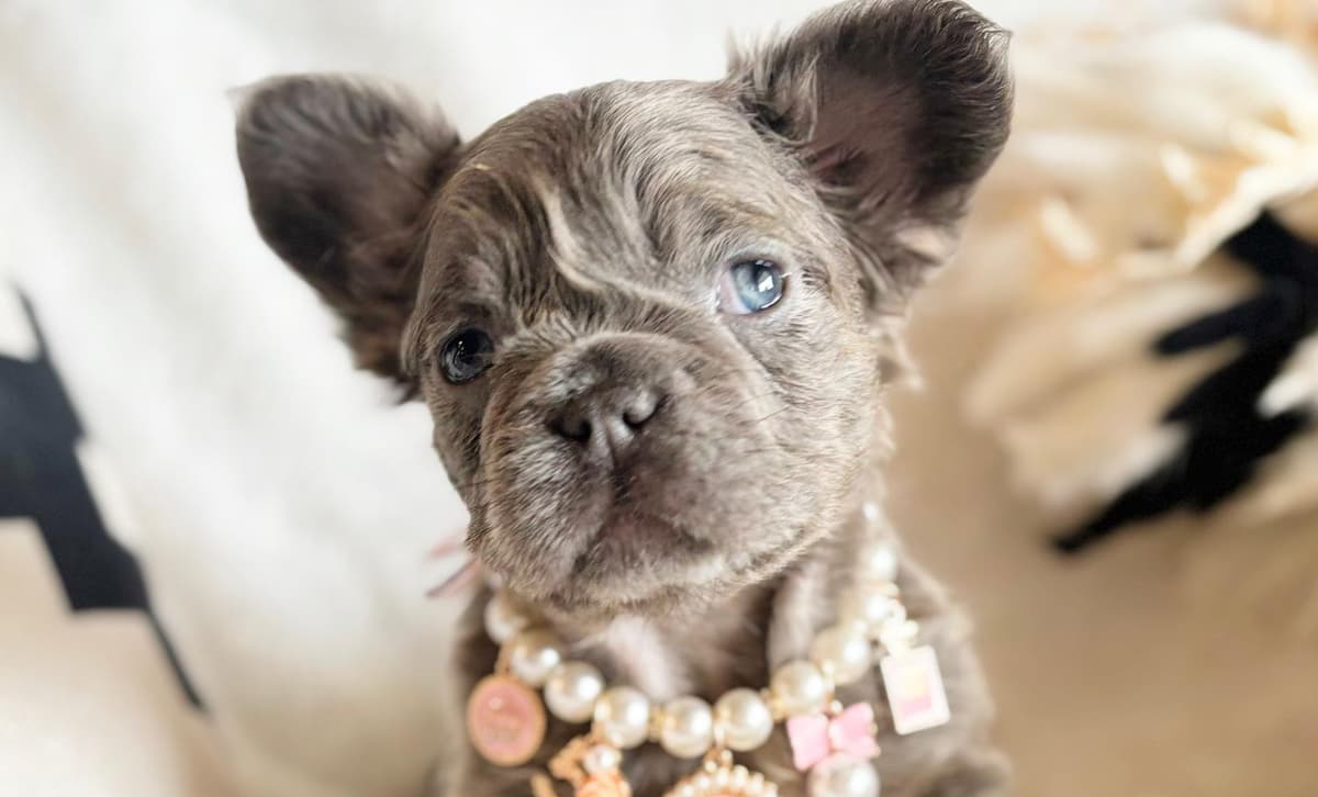 BELLA breeder image 2
