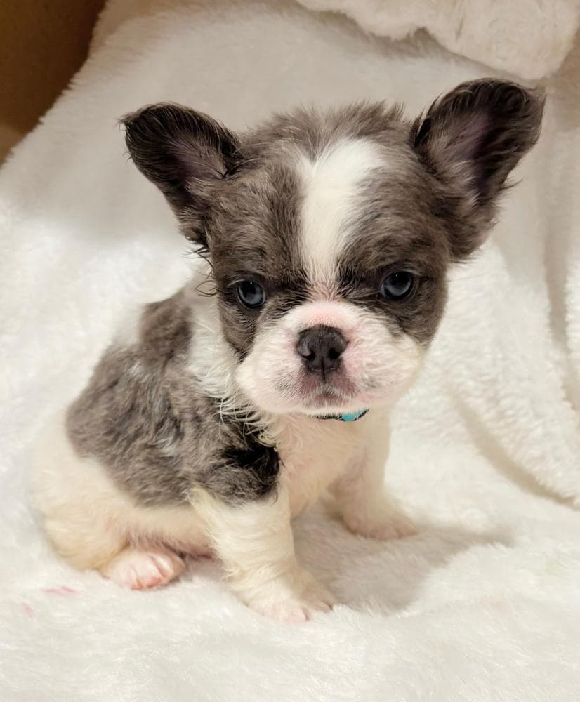 BELLA breeder image 4