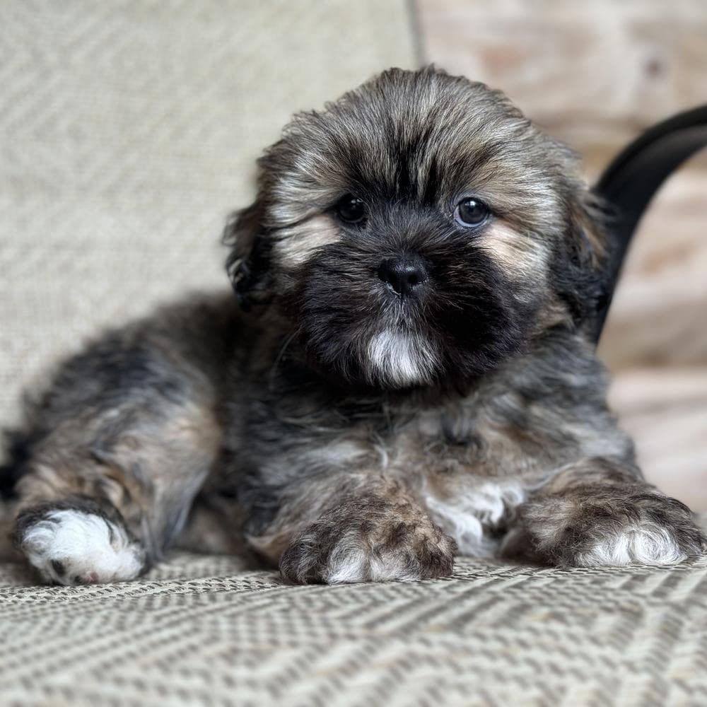 Brown collar breeder image 2