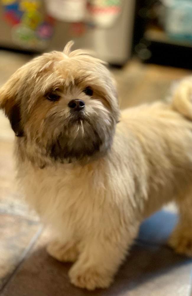 Brown collar breeder image 3