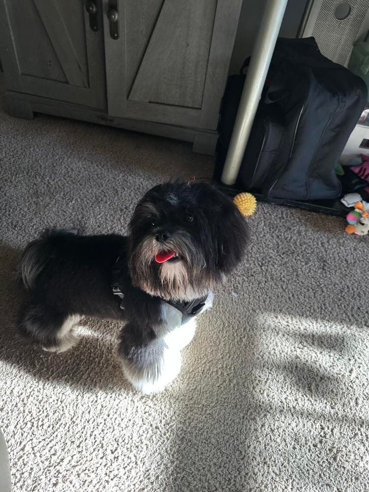 Brown collar breeder image 4