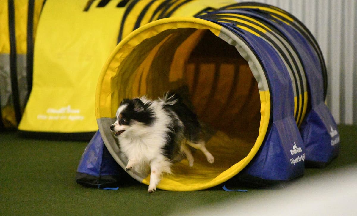 Boy 4 breeder image 1