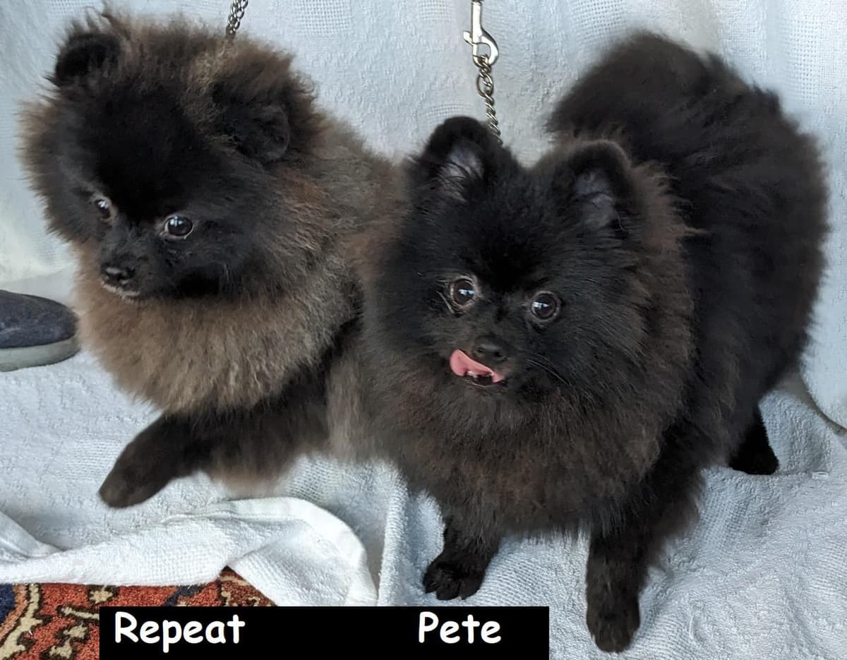 Boy 4 breeder image 5