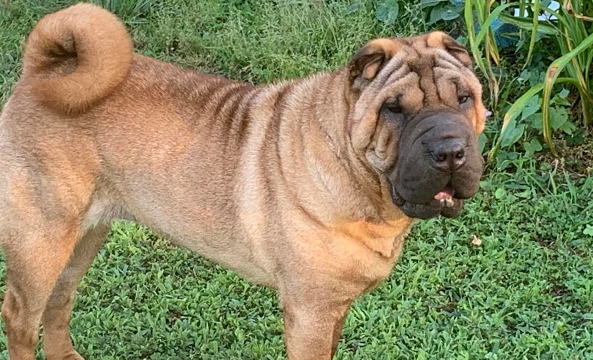 Sunni breeder image 1