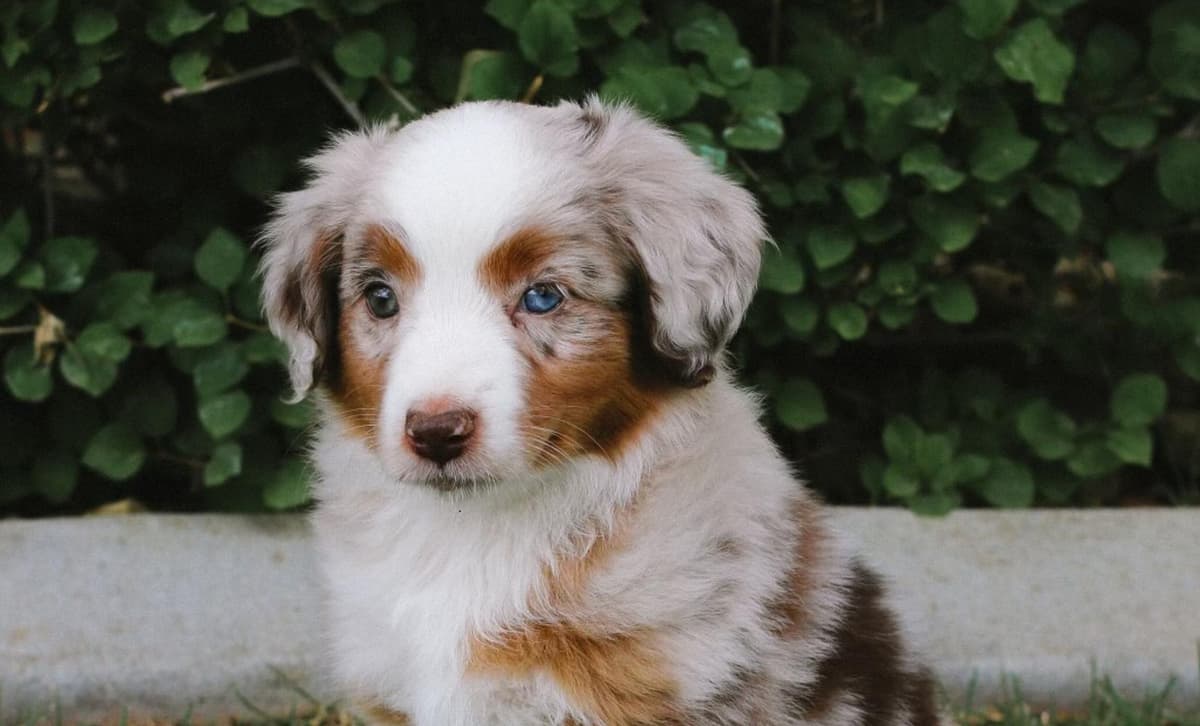 Dewey breeder image 1