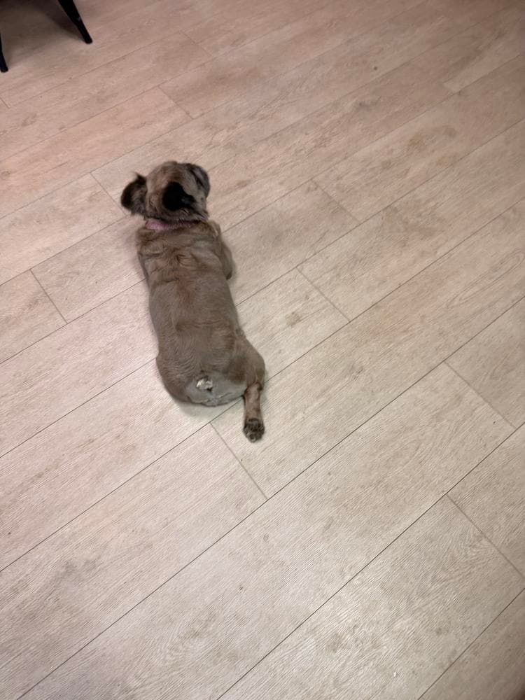 Rip breeder image 30