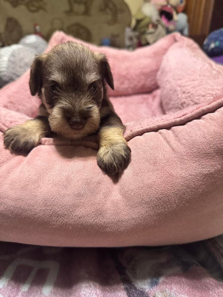 Swirl ( Hot pink collar) breeder image 8