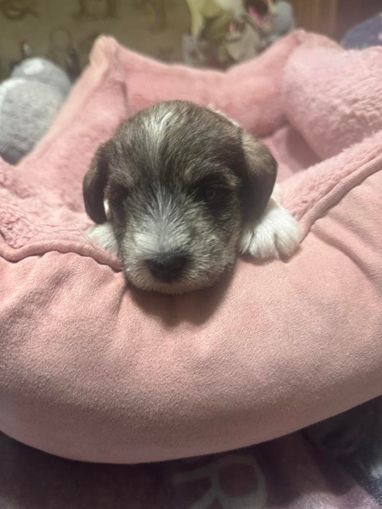 Swirl ( Hot pink collar) breeder image 9