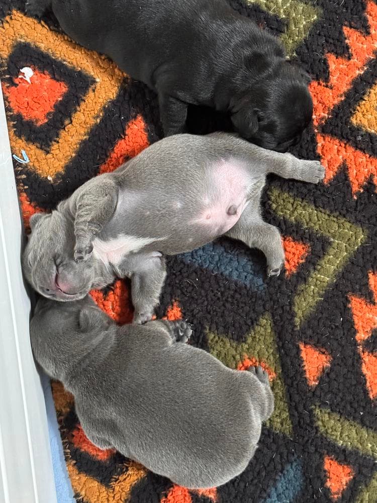 Blue Fawn Boy breeder image 12