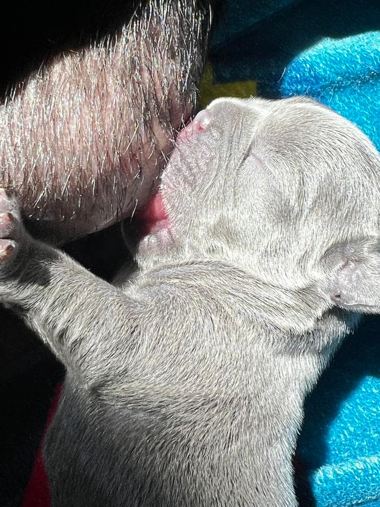 Blue Fawn Boy breeder image 28