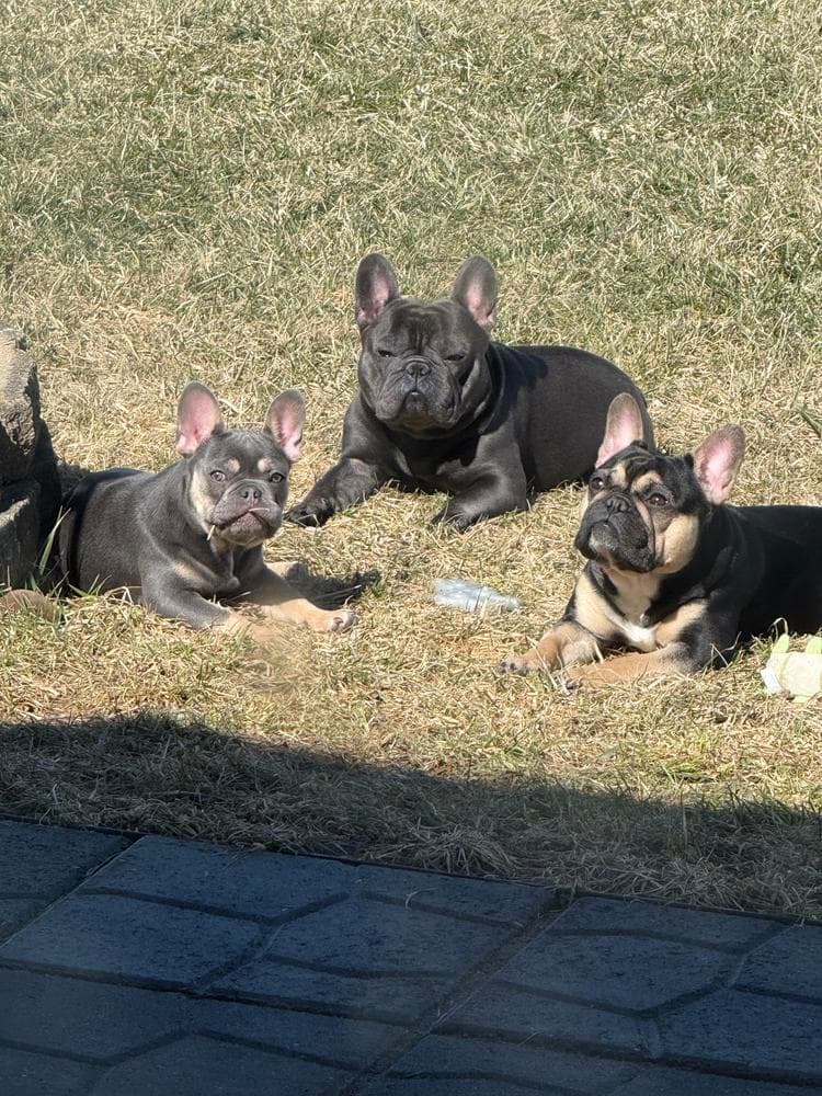 Blue Fawn Boy breeder image 32