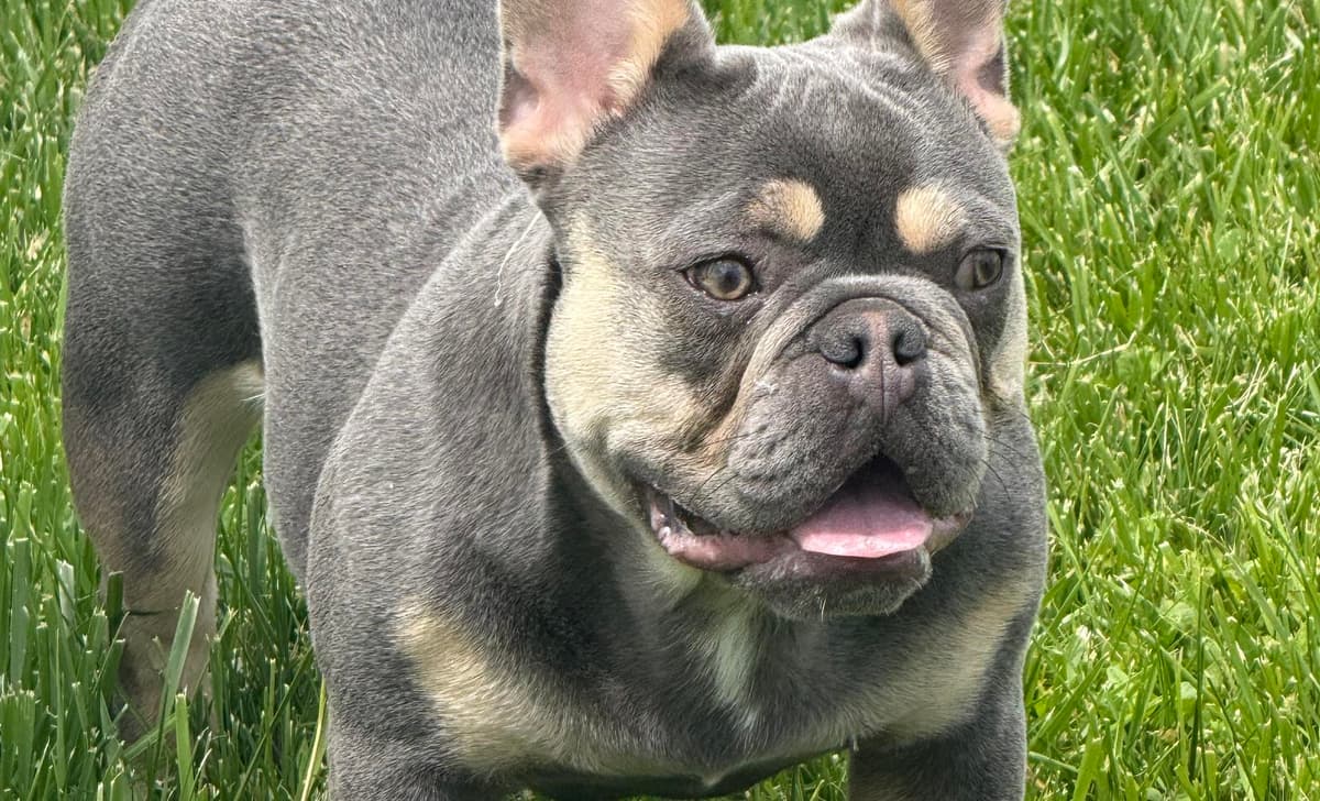 Blue Fawn Boy breeder image 4