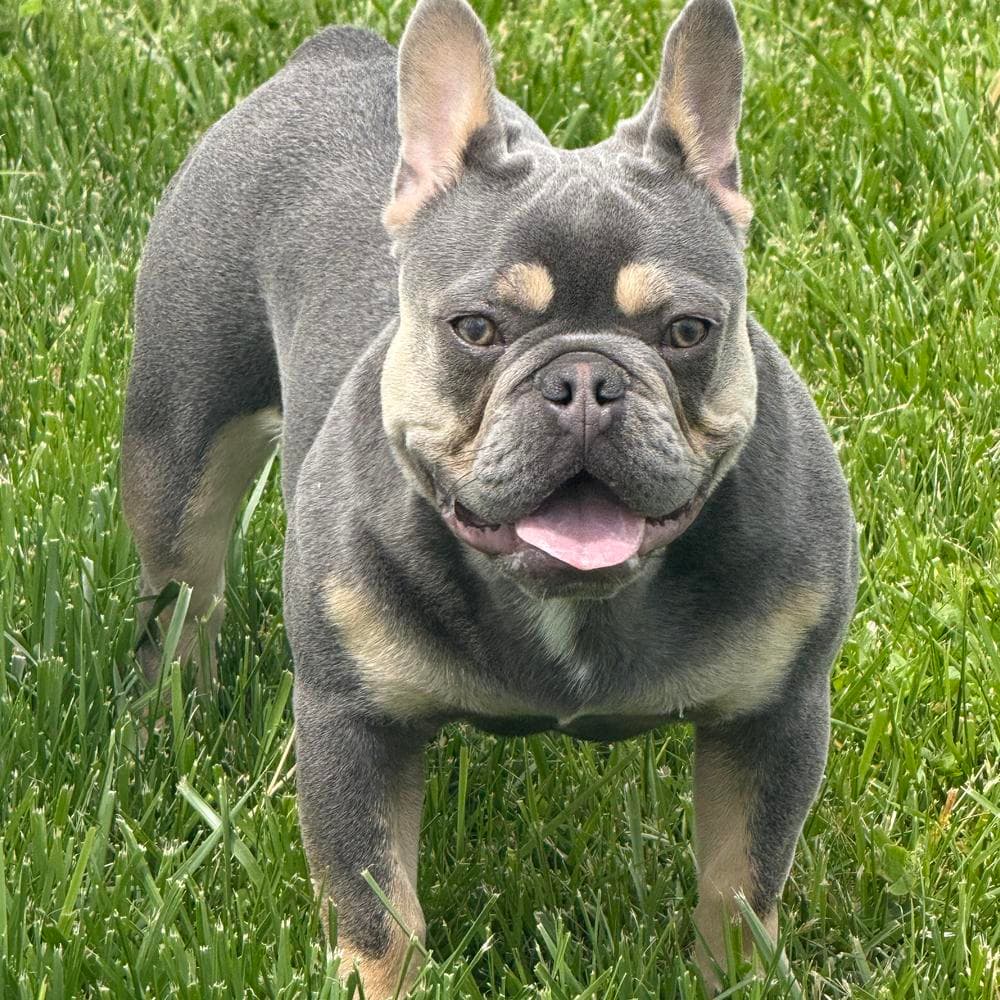Blue Fawn Boy breeder image 40