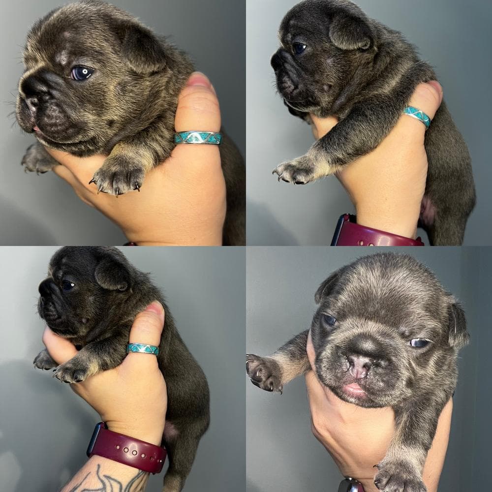 Blue Fawn Boy breeder image 6