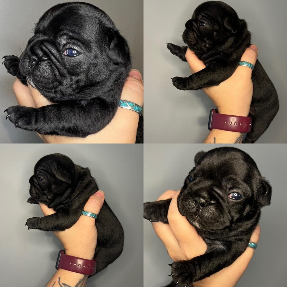 Blue Fawn Boy breeder image 7