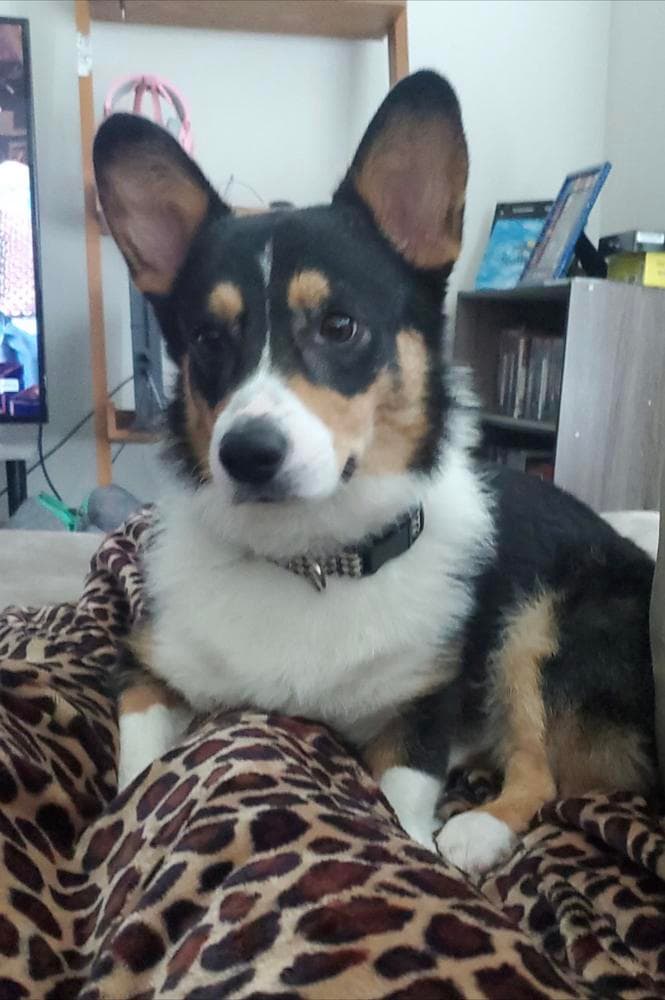Yoshi breeder image 26