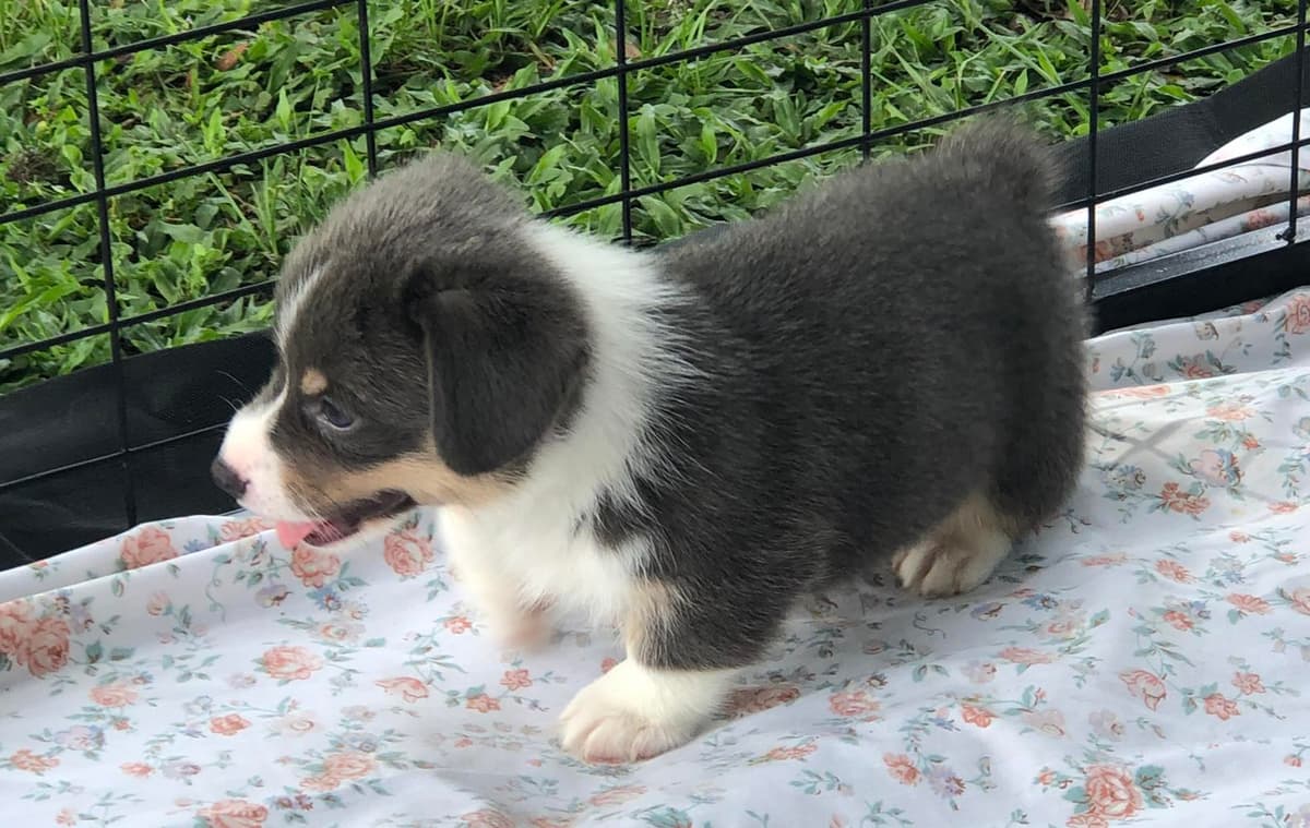 Yoshi breeder image 37