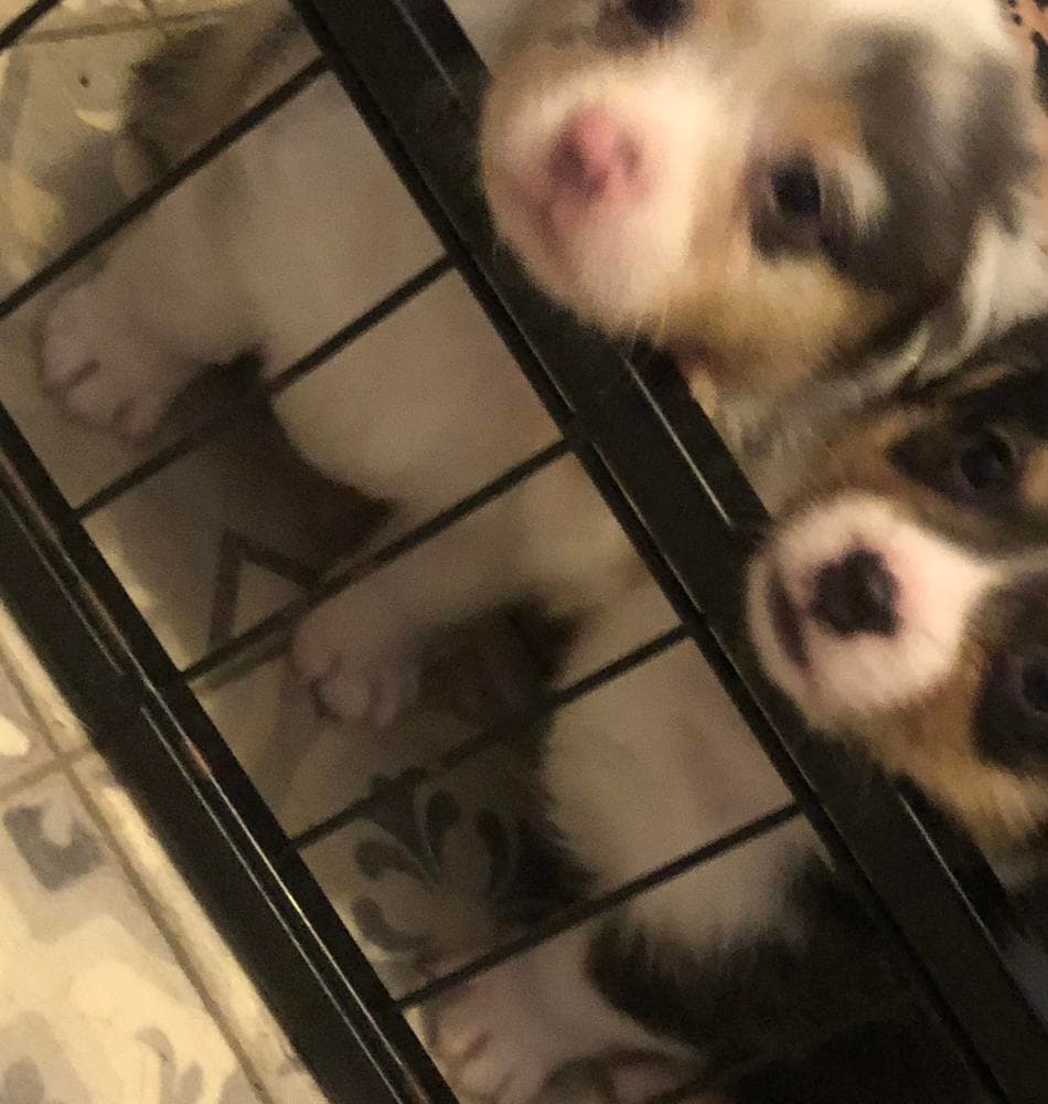 Yoshi breeder image 45