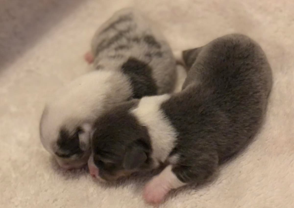Yoshi breeder image 48