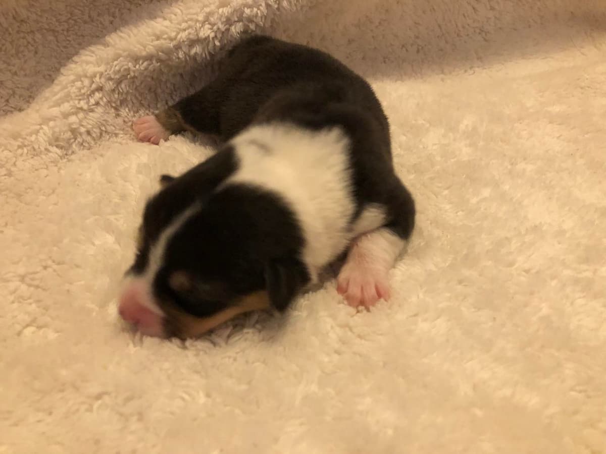Yoshi breeder image 50