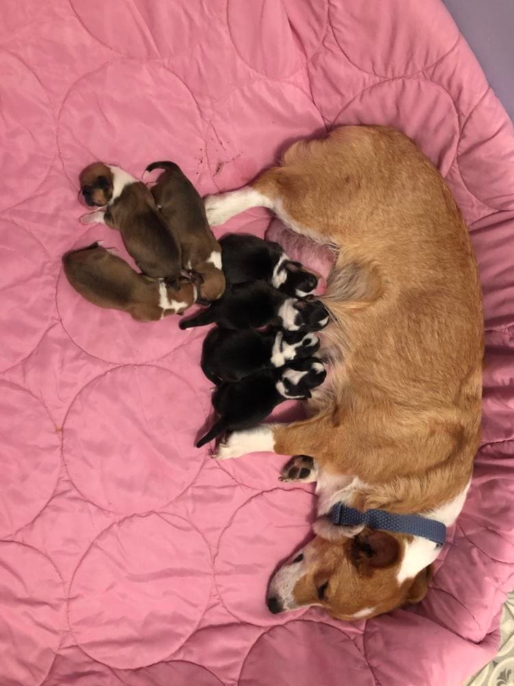 Yoshi breeder image 6