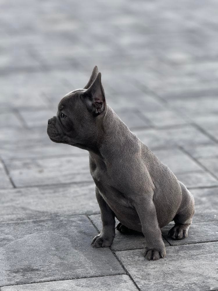 Shaggy breeder image 4